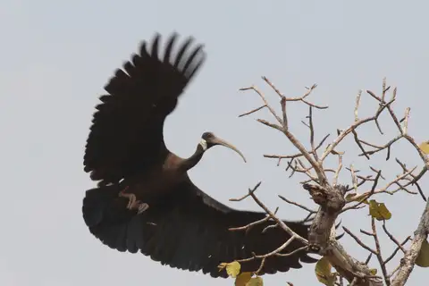 White-shouldered Ibis