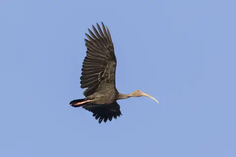 Giant Ibis