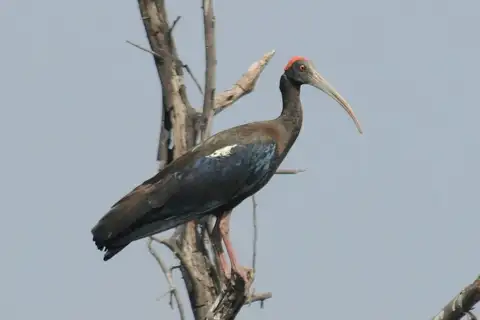 Red-naped Ibis