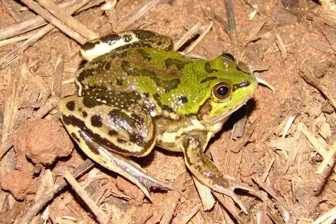 Brazilian Swimming Frog