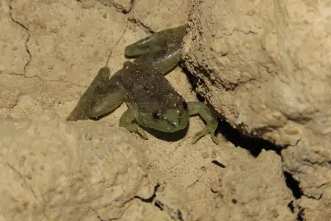 Bolivian harlequin frog