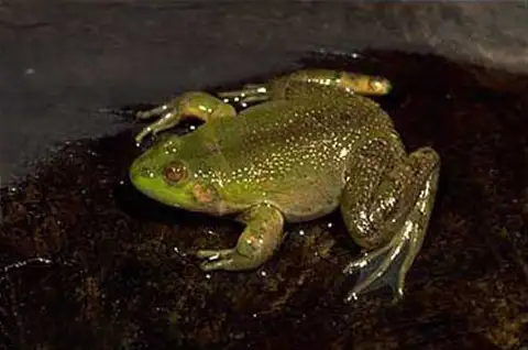 Cardoso's Swimming Frog