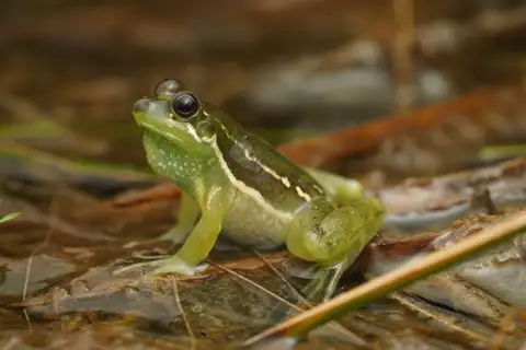 Guyana harlequin frog