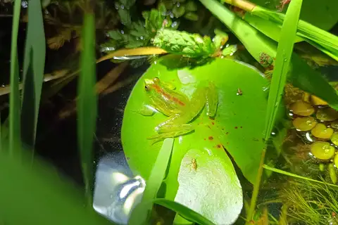 Uruguay harlequin frog