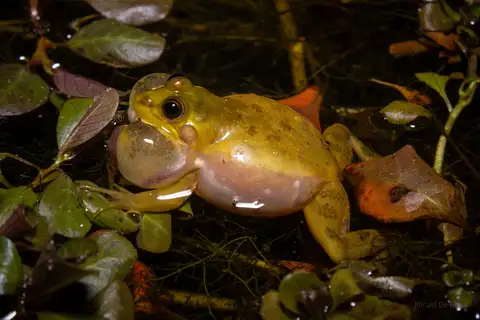 Lesser Swimming Frog