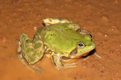 Paradoxical Swimming Frog