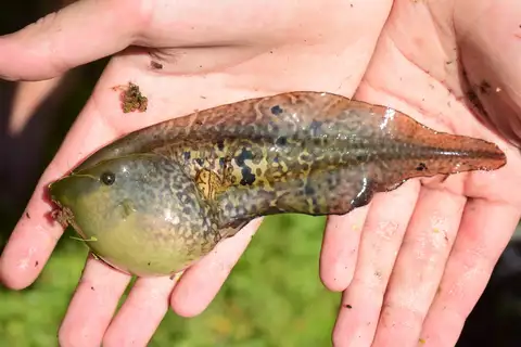 Paraguayan Swimming Frog