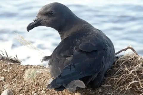 Mascarene Petrel