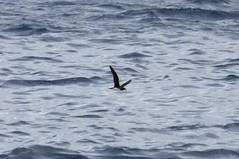 Beck's Petrel