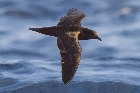 Fiji Petrel