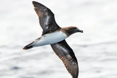 Tahiti Petrel