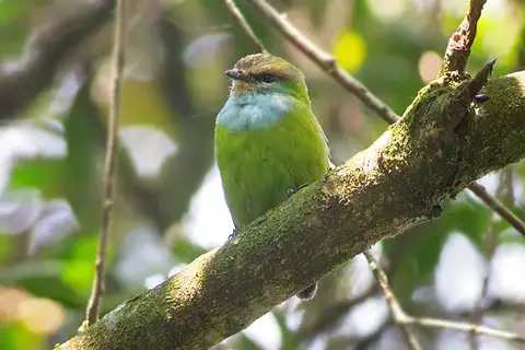 Grauer's Broadbill