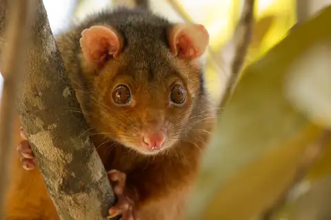 Common Ring-tailed Possum