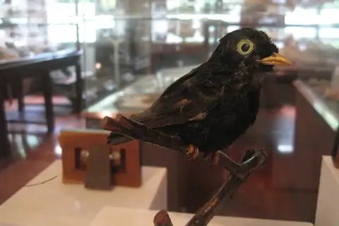 White-eyed River Martin