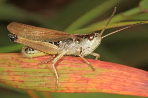 Marsh meadow grasshopper