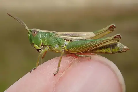 Water-meadow Grasshopper