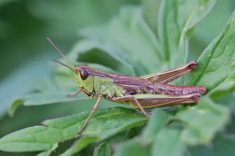 Meadow Grasshopper