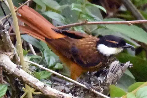 Streaked Tuftedcheek