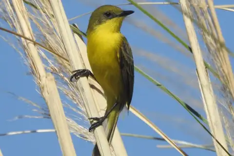 Subtropical Doradito