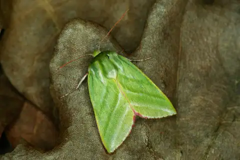 Green Silver-lines