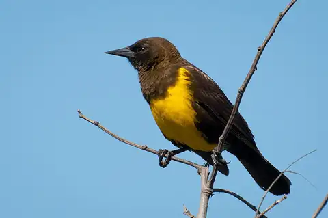 Brown-and-yellow Marshbird