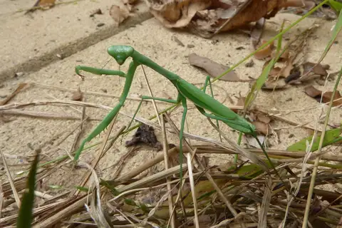 False Garden Mantis