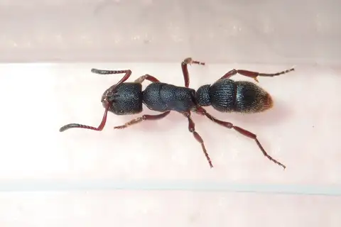 Pseudoneoponera rufipes