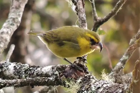 Maui Parrotbill