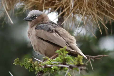 Grey-capped Social Weaver