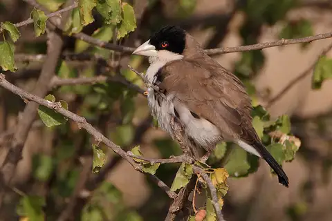 Black-capped Social Weaver