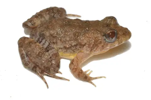 Pseudopaludicola ameghini
