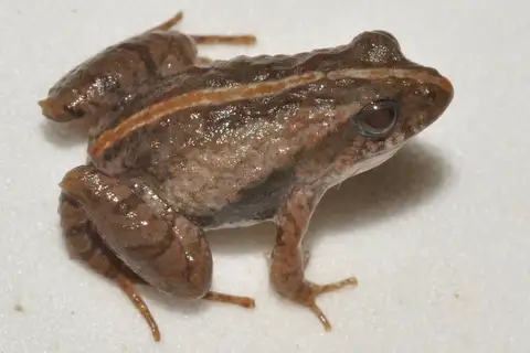 Bolivian Swamp Frog