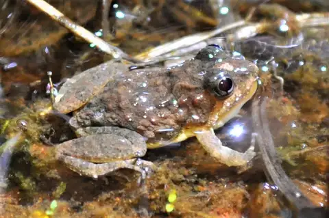 Canga Swamp Frog