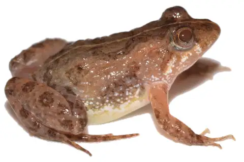 Pseudopaludicola coracoralinae