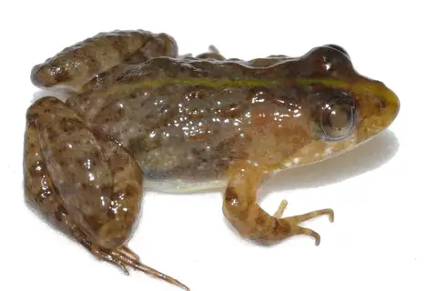 Pseudopaludicola facureae