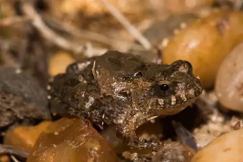 Hensel's Swamp Frog