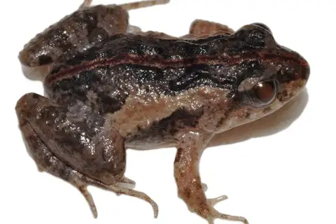Pseudopaludicola florencei