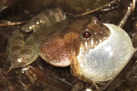 Pseudopaludicola matuta