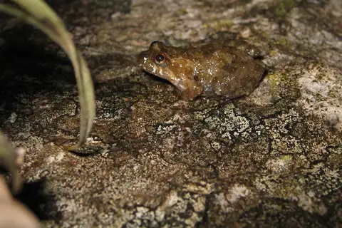 Minas Swamp Froglet
