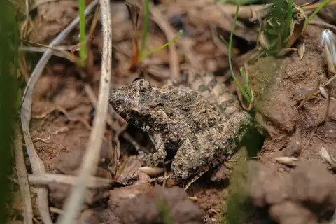 Long-legged Swamp Froglet