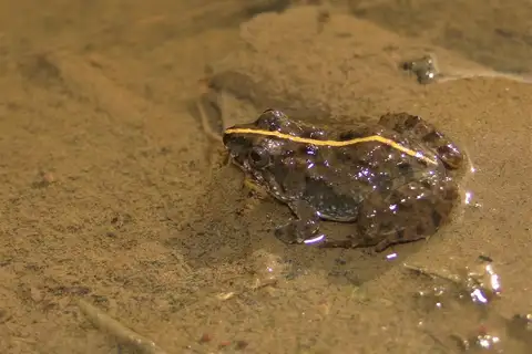 Cope's Swamp Froglet