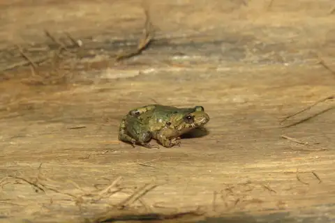 Pseudopaludicola pocoto