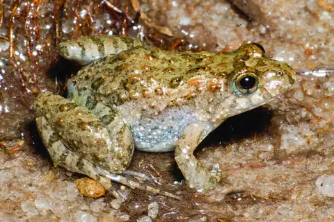 Pseudopaludicola restinga