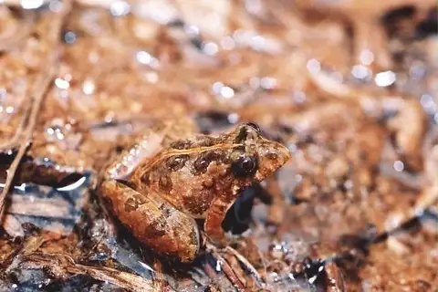 Chupada Swamp Frog