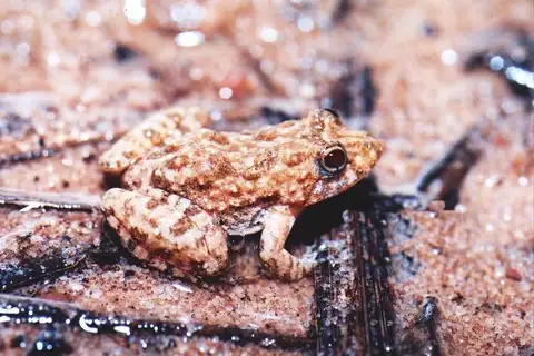 Goias Swamp Frog