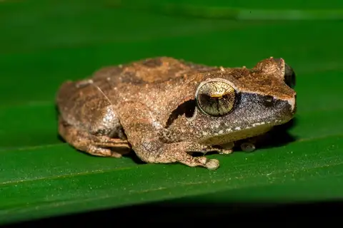 Amboli bush frog
