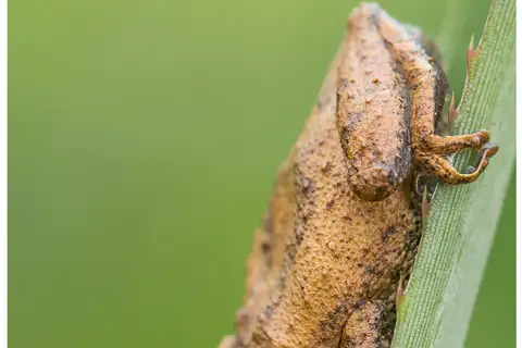 Kani Bushfrog