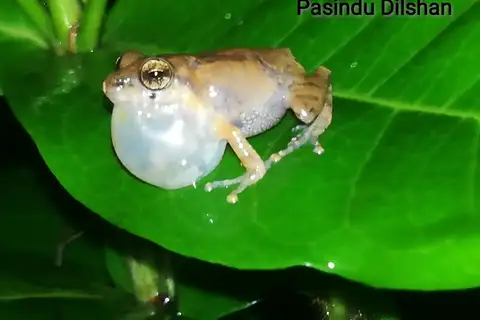 Common Shrub Frog