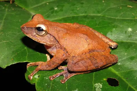 Reticulated Thigh Shrub Frog