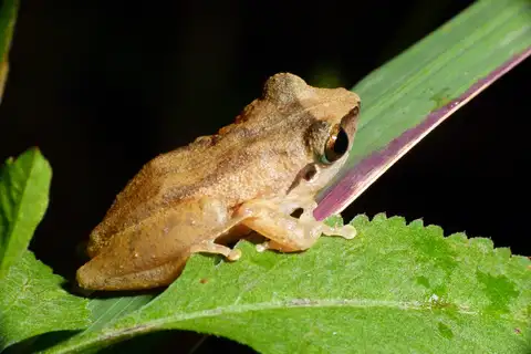 Waynad bush frog
